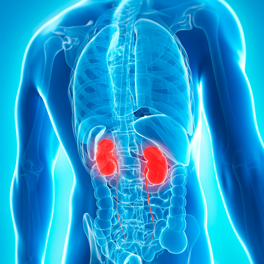 Demystifying Kidney Blood Tests