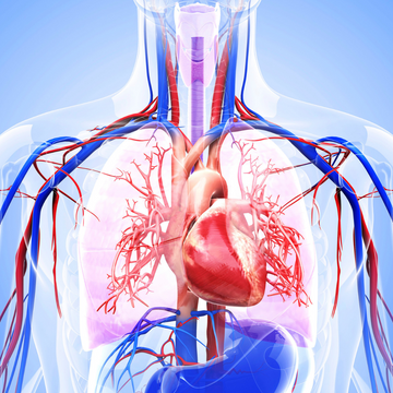 Cardiorespiratory Fitness: Link to Potential Reduction of Cancer Risk - London Health Company